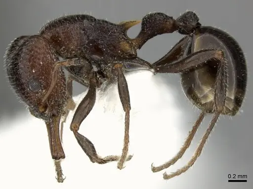 Epopostruma monstrosa specimen