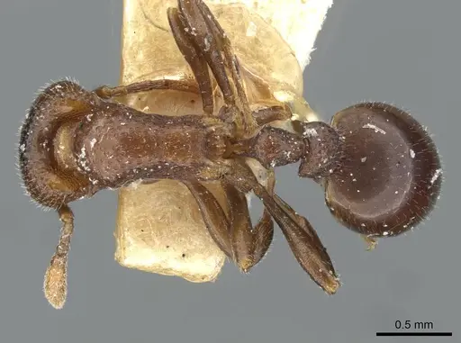 Epopostruma monstrosa - CASENT0911156