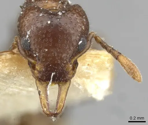 Epopostruma monstrosa - CASENT0911156