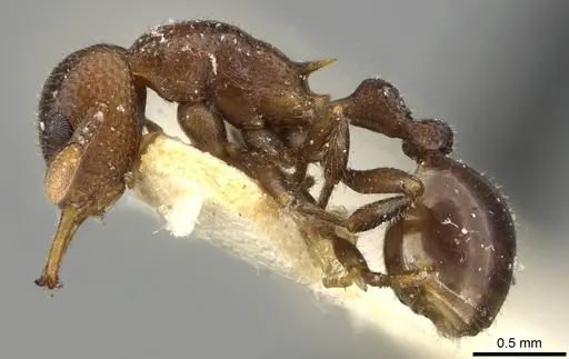 Epopostruma monstrosa - CASENT0911156