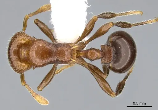 Epopostruma monstrosa - CASENT0914666