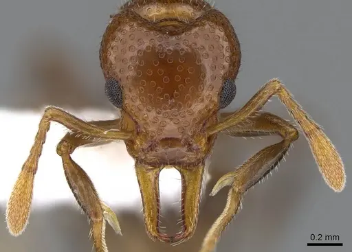 Epopostruma monstrosa - CASENT0914666