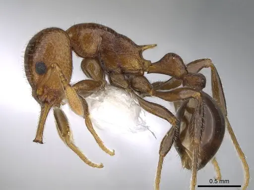 Epopostruma monstrosa - CASENT0914666