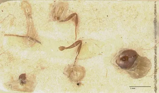 Epopostruma monstrosa - FOCOL2142