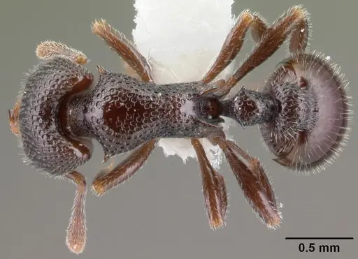 Epopostruma natalae specimen