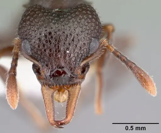 Epopostruma natalae specimen