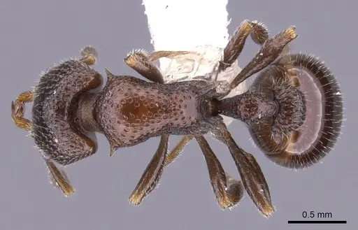 Epopostruma natalae - CASENT0900028