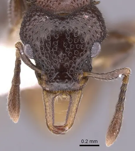 Epopostruma natalae - CASENT0900028