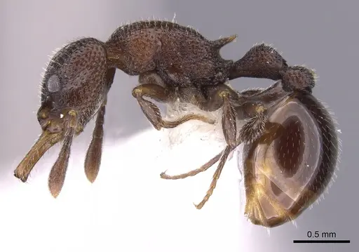 Epopostruma natalae - CASENT0900028