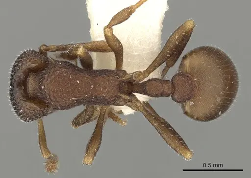 Epopostruma quadrispinosa specimen