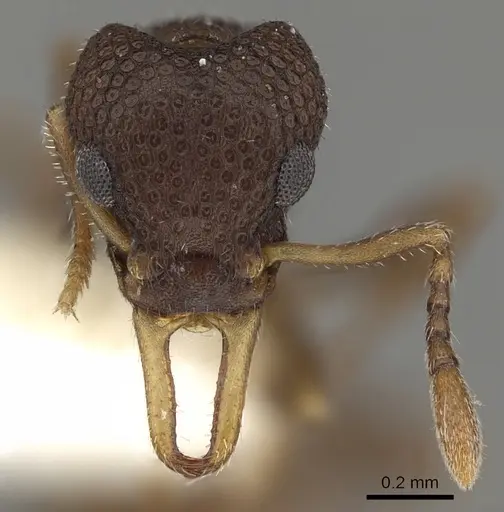 Epopostruma quadrispinosa specimen