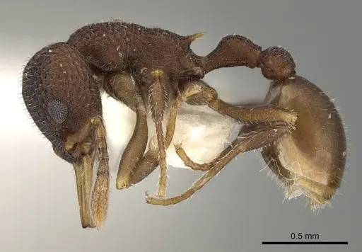 Epopostruma quadrispinosa specimen