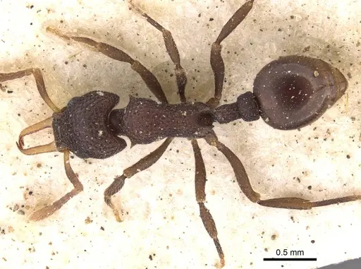 Epopostruma quadrispinosa - CASENT0909353