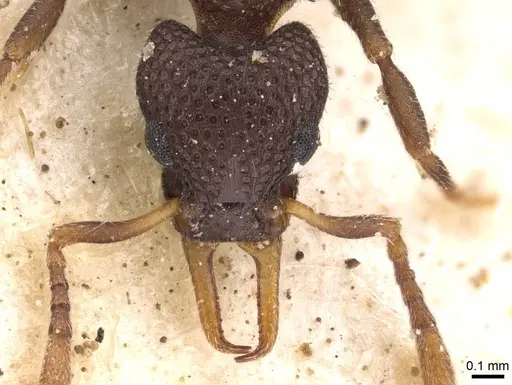 Epopostruma quadrispinosa - CASENT0909353