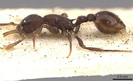 Epopostruma quadrispinosa - CASENT0909353