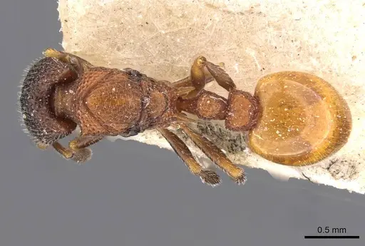 Epopostruma quadrispinosa - CASENT0909354