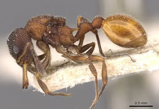 Epopostruma quadrispinosa - CASENT0909354