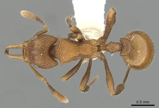 Epopostruma terrula specimen