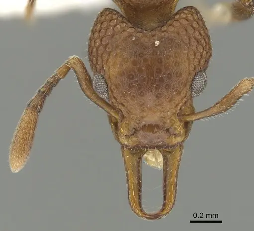 Epopostruma terrula specimen