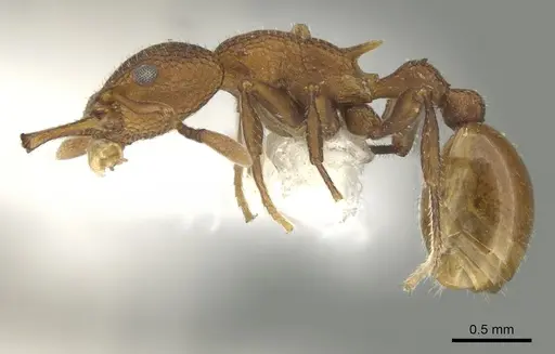 Epopostruma terrula specimen