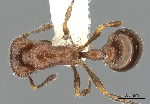 Epopostruma vitta specimen