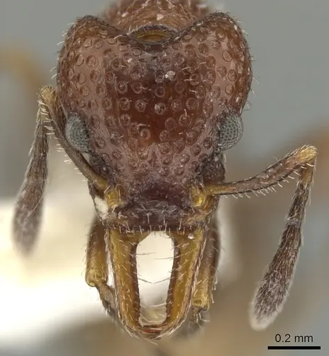 Epopostruma vitta specimen