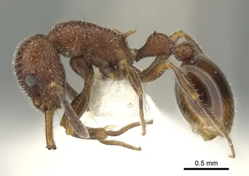 Epopostruma vitta specimen