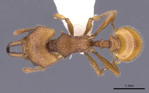 Epopostruma wardi specimen