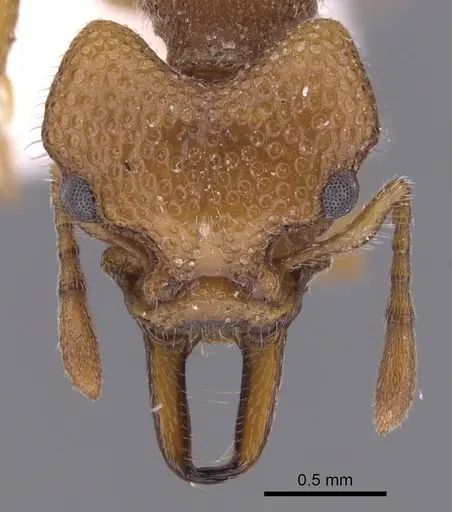 Epopostruma wardi specimen