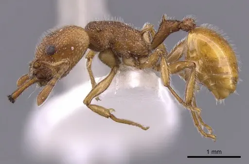 Epopostruma wardi specimen