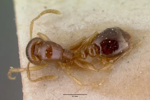 Erromyrma latinodis specimen