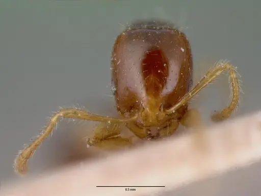 Erromyrma latinodis specimen