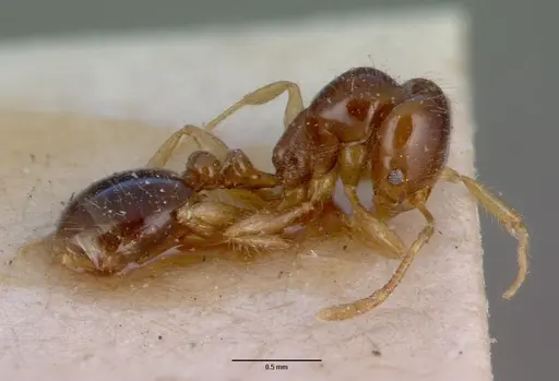 Erromyrma latinodis specimen