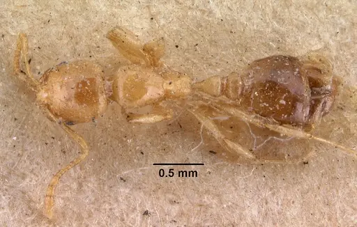Erromyrma latinodis - CASENT0010941