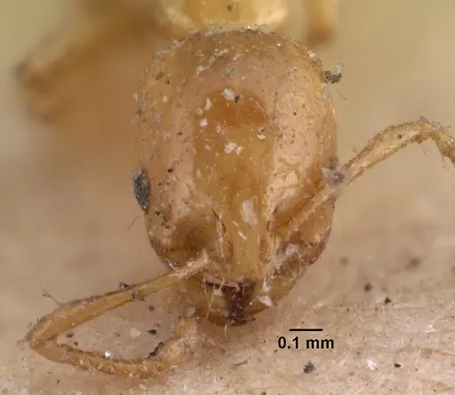 Erromyrma latinodis - CASENT0010941