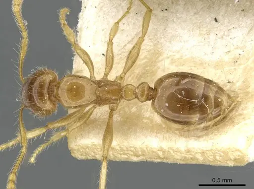 Erromyrma latinodis - CASENT0101591