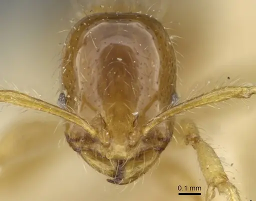 Erromyrma latinodis - CASENT0101591