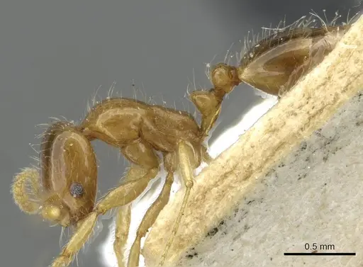 Erromyrma latinodis - CASENT0101591