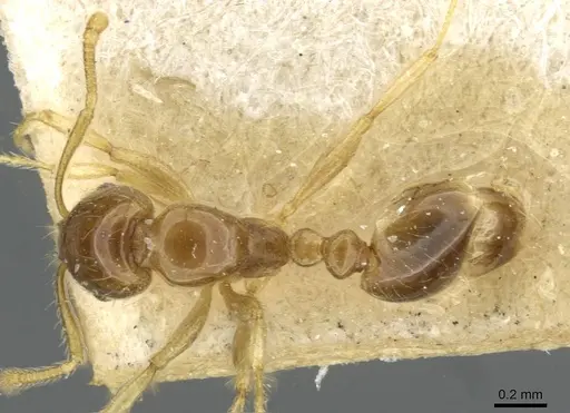 Erromyrma latinodis - CASENT0101621