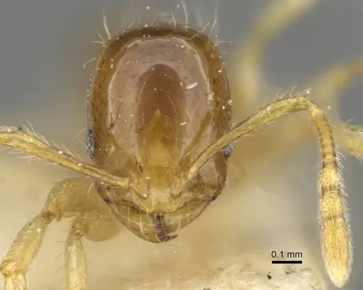 Erromyrma latinodis - CASENT0101621