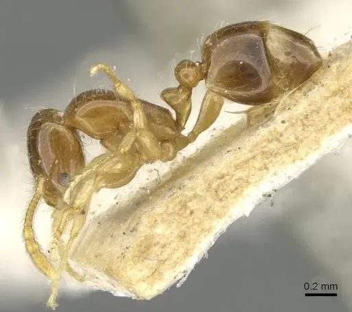 Erromyrma latinodis - CASENT0101621