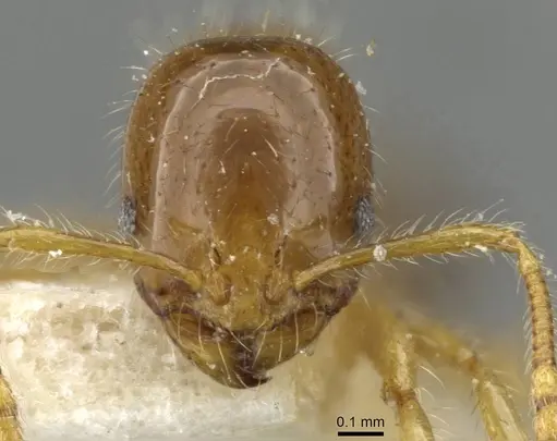 Erromyrma latinodis - CASENT0101928