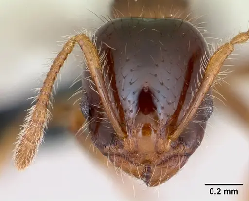 Erromyrma latinodis - CASENT0107541