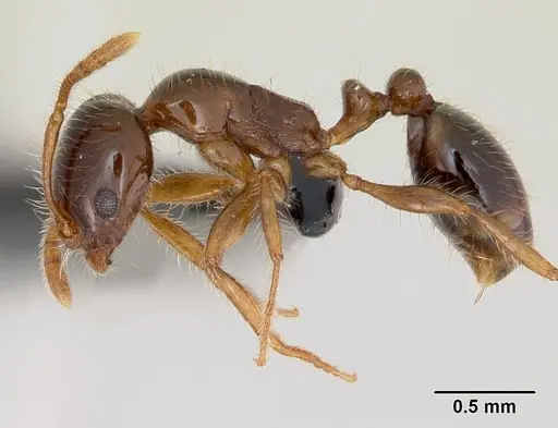 Erromyrma latinodis - CASENT0107541