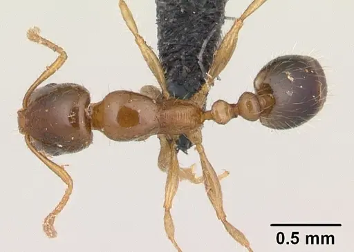 Erromyrma latinodis - CASENT0132440