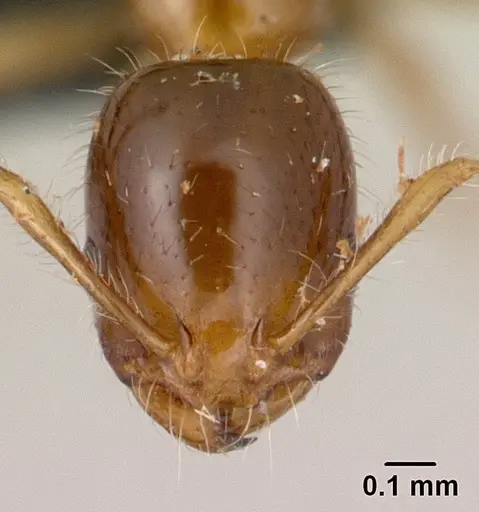 Erromyrma latinodis - CASENT0132440