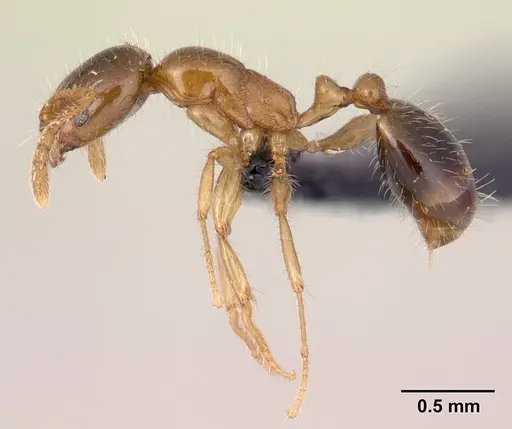 Erromyrma latinodis - CASENT0132440