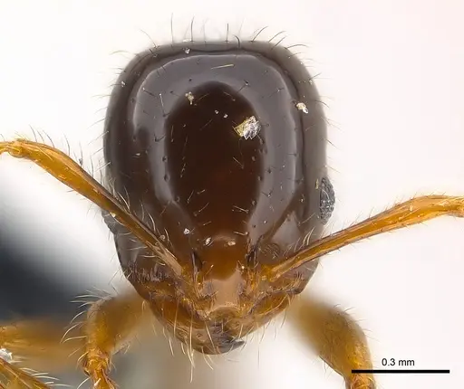 Erromyrma latinodis - CASENT0146495