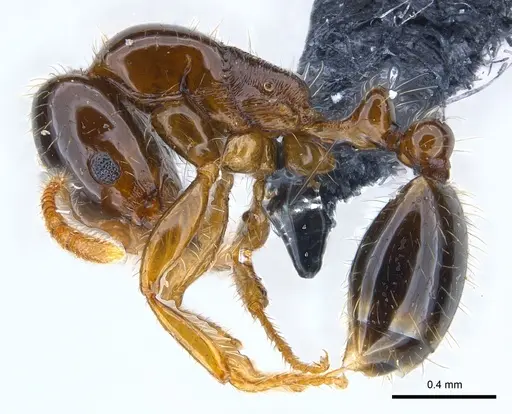 Erromyrma latinodis - CASENT0146495