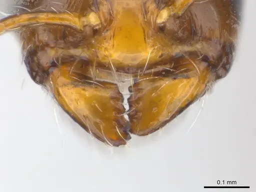 Erromyrma latinodis - CASENT0217356